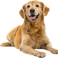 Collection image for: Perros