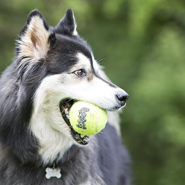 KONG SqueakAir Balls – Pelotas de Tenis con Sonido para Perros Pequeños, Seguras para los Dientes
